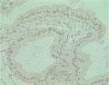 Ab410940 at 50 µg/ml staining rat epididymis epithelial cells.